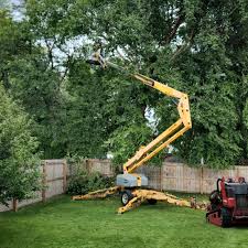 Professional Tree Removal and Landscaping Services in Little Ferry, NJ